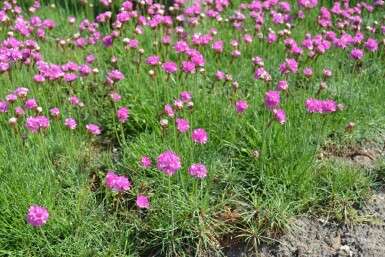 Grasnelke Armeria maritima 'Splendens' 5-10 Topf 9x9 cm (P9) Armeria maritima 'Splendens'