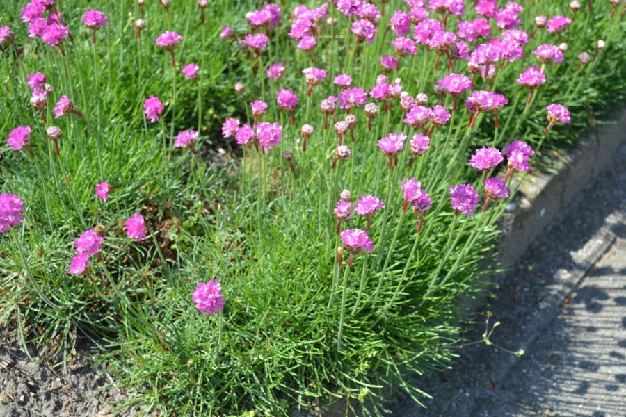 Grasnelke Armeria maritima 'Splendens' 5-10 Topf 9x9 cm (P9) Armeria maritima 'Splendens'