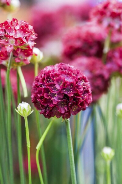 Breitblättrige Grasnelke Armeria pseudarmeria 'Ballerina Red' 5-10 Topf 9x9 cm (P9) Armeria pseudarmeria 'Ballerina Red'