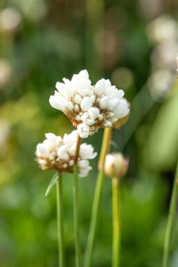 Breitblättrige Grasnelke Armeria pseudarmeria 'Ballerina White' 5-10 Topf 9x9 cm (P9) Armeria pseudarmeria 'Ballerina White'