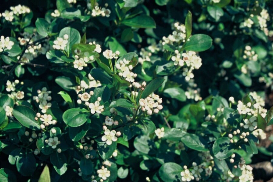 Schwarzfrüchtige Apfelbeere Aronia melanocarpa Strauch 40-50 Topf 3 ltr. (C3) Aronia melanocarpa Strauch 40-60 cm