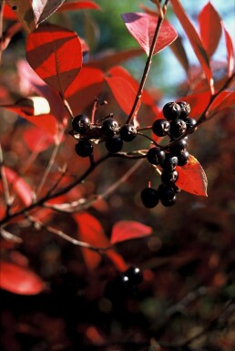 Schwarzfrüchtige Apfelbeere Aronia melanocarpa Strauch 40-50 Topf 3 ltr. (C3) Aronia melanocarpa Strauch 40-60 cm