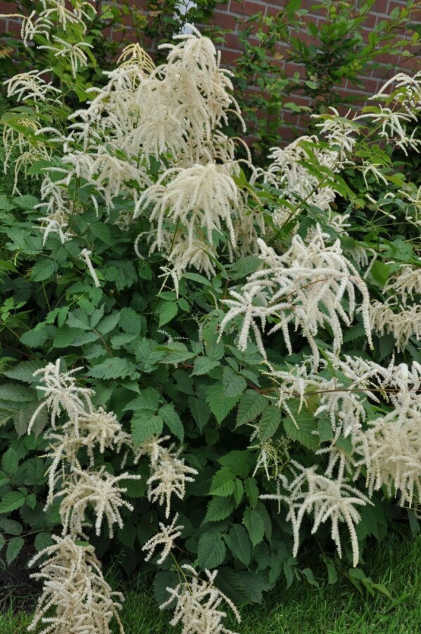 Hoher Wald-Geißbart Aruncus dioicus 5-10 Topf 9x9 cm (P9) Aruncus dioicus