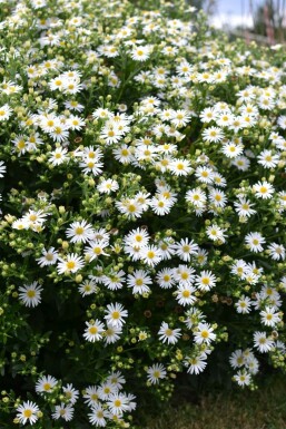 Wild-Aster Aster ageratoides 'Ashvi' 5-10 Topf 9x9 cm (P9) Aster ageratoides 'Ashvi'