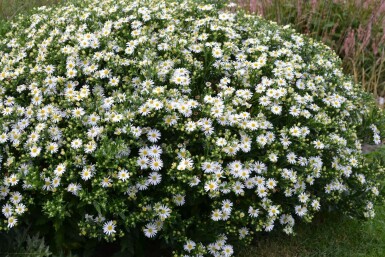 Wild-Aster Aster ageratoides 'Ashvi' 5-10 Topf 9x9 cm (P9) Aster ageratoides 'Ashvi'