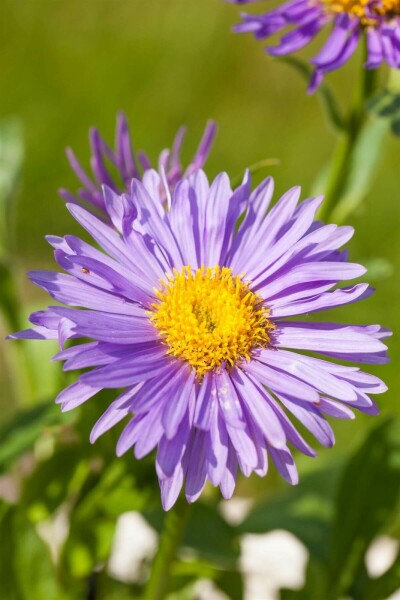 Alpen-Aster Aster alpinus 5-10 Topf 9x9 cm (P9) Aster alpinus