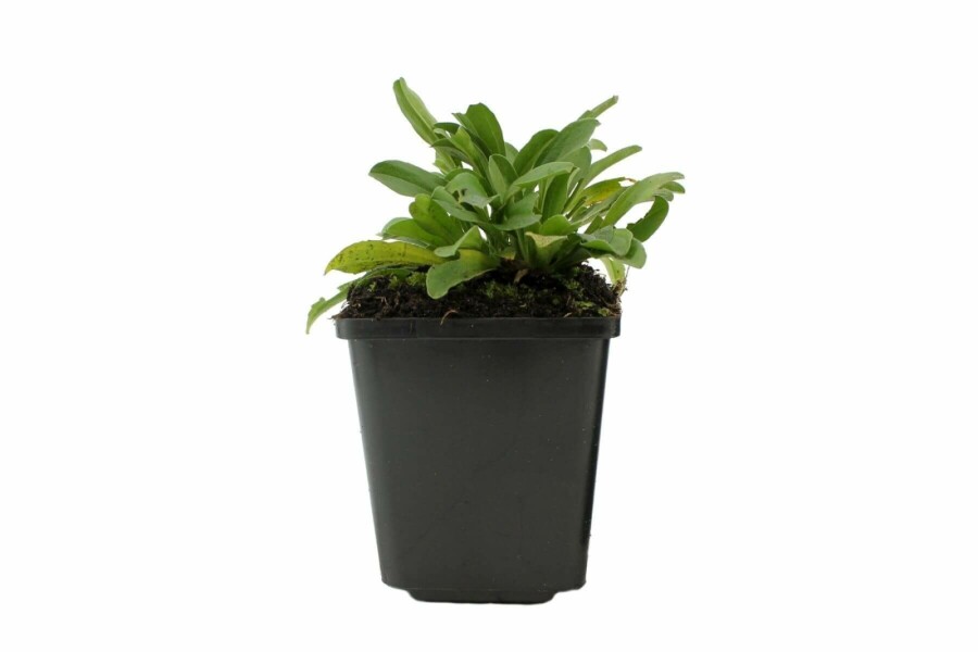 Alpen-Aster Aster alpinus 5-10 Topf 9x9 cm (P9) Aster alpinus