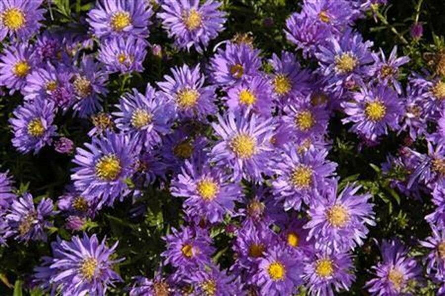 Alpen-Aster Aster alpinus 5-10 Topf 9x9 cm (P9) Aster alpinus