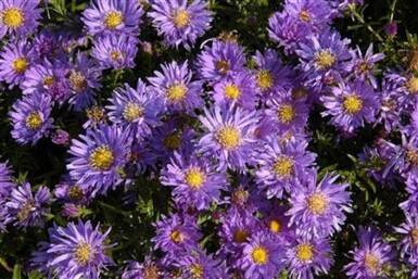 Alpen-Aster Aster alpinus 5-10 Topf 9x9 cm (P9) Aster alpinus
