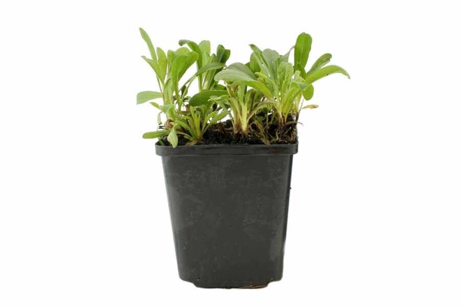 Weißblühende Alpen-Aster Aster alpinus 'Albus' 5-10 Topf 9x9 cm (P9) Aster alpinus 'Albus'