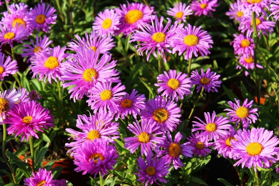 Alpen-Aster Aster alpinus 'Happy End' 5-10 Topf 9x9 cm (P9) Aster alpinus 'Happy End'