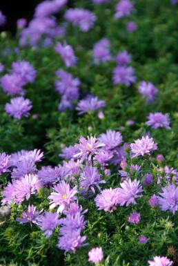 Kissen-Aster Aster dumosus 'Lady in Blue' 5-10 Topf 9x9 cm (P9) Aster dumosus 'Lady in Blue'
