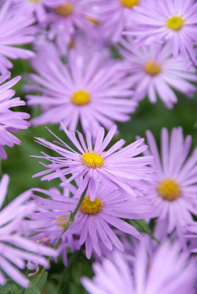 Sommer-Aster Aster frikartii 'Mönch' 5-10 Topf 9x9 cm (P9) Aster frikartii 'Mönch'