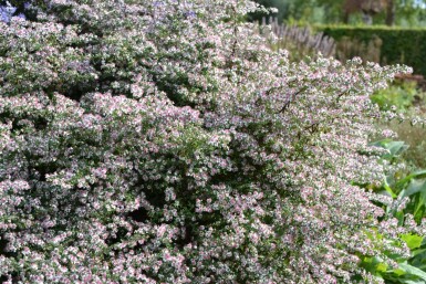 Waagerechte Herbst-Aster Aster lateriflorus 'HoriZontalis' 5-10 Topf 9x9 cm (P9) Aster lateriflorus 'HoriZontalis'