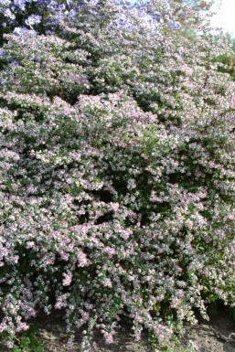 Waagerechte Herbst-Aster Aster lateriflorus 'HoriZontalis' 5-10 Topf 9x9 cm (P9) Aster lateriflorus 'HoriZontalis'
