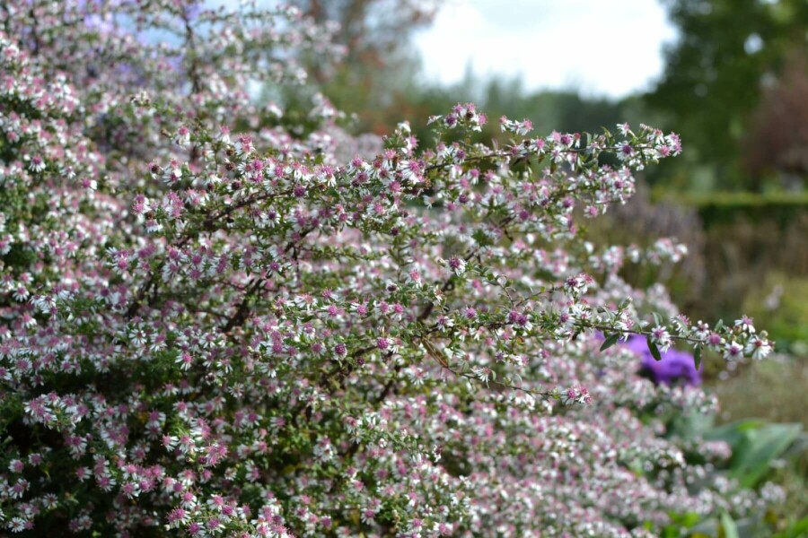 Waagerechte Herbst-Aster Aster lateriflorus 'HoriZontalis' 5-10 Topf 9x9 cm (P9) Aster lateriflorus 'HoriZontalis'