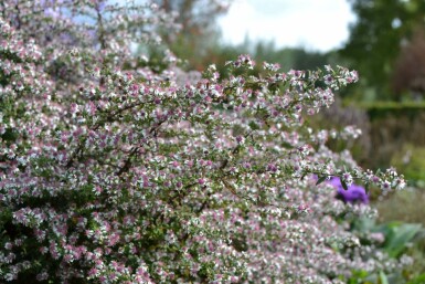 Waagerechte Herbst-Aster Aster lateriflorus 'HoriZontalis' 5-10 Topf 9x9 cm (P9)