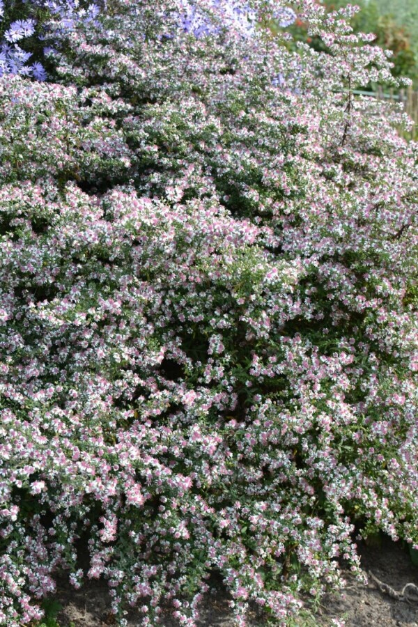 Waagerechte Herbst-Aster Aster lateriflorus 'HoriZontalis' 5-10 Topf 9x9 cm (P9) Aster lateriflorus 'HoriZontalis'