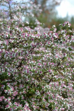 Waagerechte Herbst-Aster Aster lateriflorus 'HoriZontalis' 5-10 Topf 9x9 cm (P9)