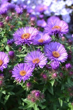 Raublatt-Aster Aster novae-angliae 'Purple Dome' 5-10 Topf 9x9 cm (P9)