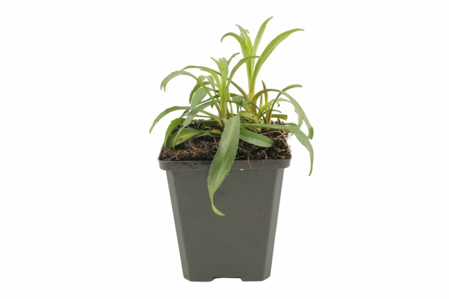 Glattblattaster Aster novi-belgii 'Marie Ballard' 5-10 Topf 9x9 cm (P9) Aster novi-belgii 'Marie Ballard'