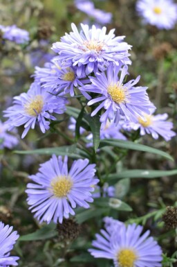 Glattblattaster Aster novi-belgii 'Marie Ballard' 5-10 Topf 9x9 cm (P9)