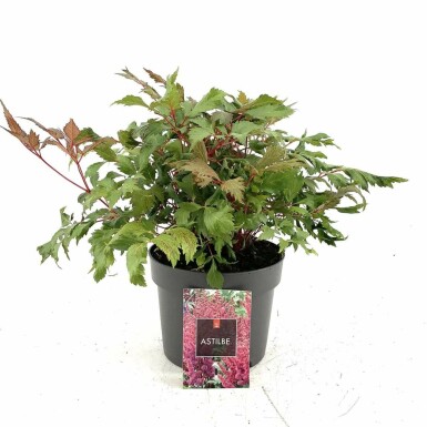 Prachtspiere Astilbe arendsii 'Fanal' 10-15 Topf 2 ltr. (C2) Astilbe arendsii 'Fanal'
