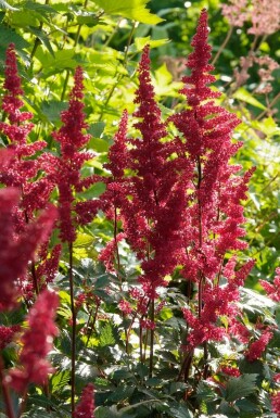 Prachtspiere Astilbe arendsii 'Fanal' 5-10 Topf 9x9 cm (P9) Astilbe arendsii 'Fanal'