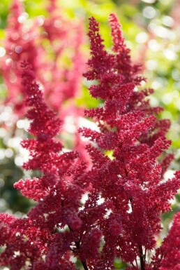 Prachtspiere Astilbe arendsii 'Fanal' 5-10 Topf 9x9 cm (P9) Astilbe arendsii 'Fanal'