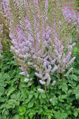Chinesische Prachtspiere Astilbe chinensis 'Pumila' 5-10 Topf 9x9 cm (P9) Astilbe chinensis 'Pumila'