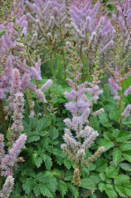 Chinesische Prachtspiere Astilbe chinensis 'Pumila' 5-10 Topf 9x9 cm (P9)