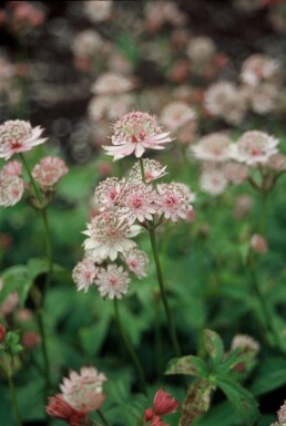 Sterndolde Astrantia major 5-10 Topf 9x9 cm (P9) Astrantia major
