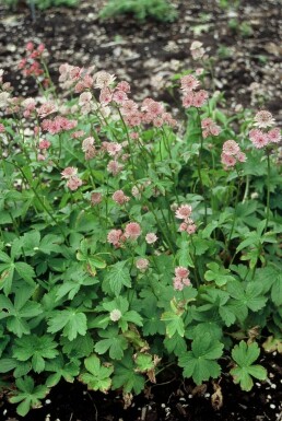Sterndolde Astrantia major 5-10 Topf 9x9 cm (P9) Astrantia major