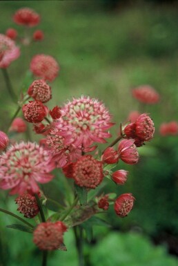 Große Sterndolde Astrantia major 'Lars' 5-10 Topf 9x9 cm (P9)