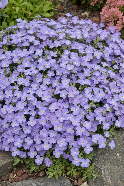 Blaukissen Aubrieta 'Cascade Blue' 5-10 Topf 9x9 cm (P9) Aubrieta 'Cascade Blue'