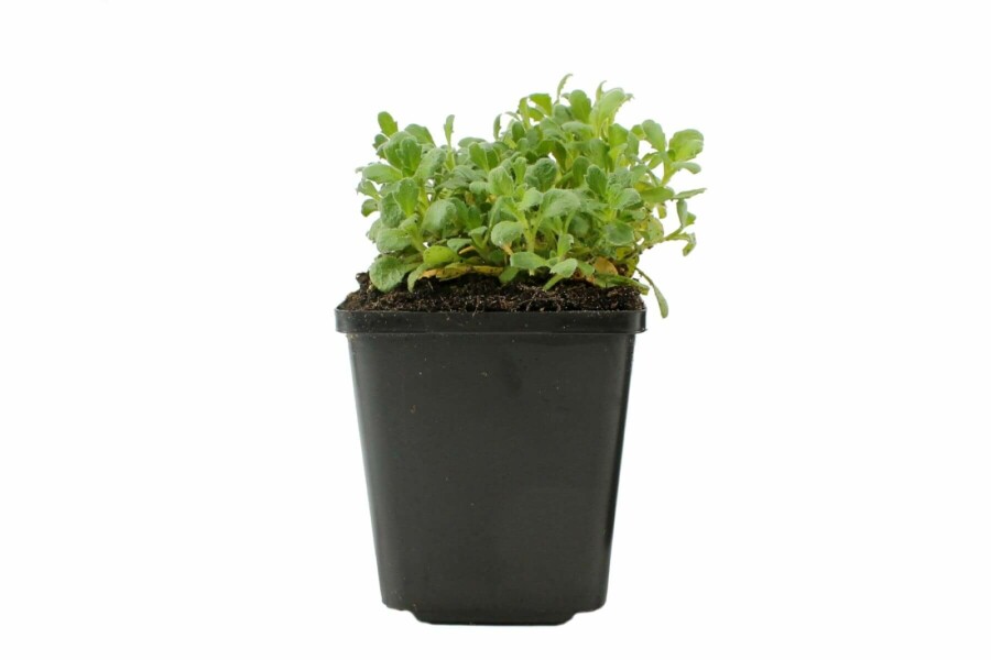 Blaukissen Aubrieta 'Cascade Blue' 5-10 Topf 9x9 cm (P9) Aubrieta 'Cascade Blue'