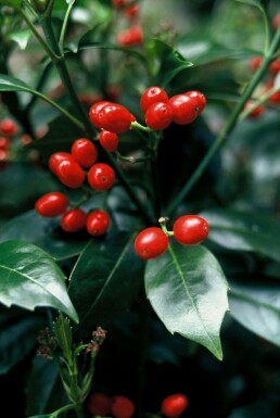 Japanische Aukube Aucuba Japonica 'Rozannie' Strauch 20-30 Topf 2 ltr. (C2) Aucuba japonica 'Rozannie' Strauch 30-40 cm