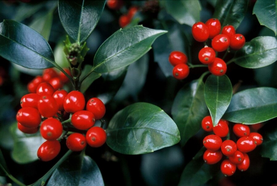 Japanische Aukube Aucuba Japonica 'Rozannie' Strauch 20-30 Topf 2 ltr. (C2) Aucuba japonica 'Rozannie' Strauch 30-40 cm