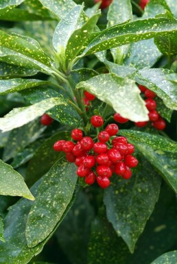 Aucuba japonica 'Variegata' C3 20-30