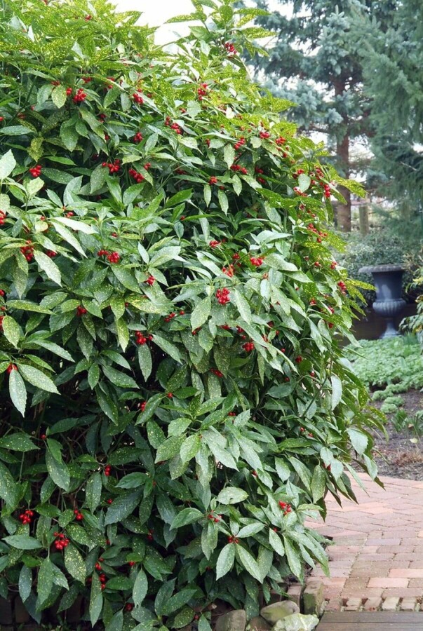 Japanische Aukube Aucuba Japonica 'Variegata' Strauch 20-30 Topf 2 ltr. (C2) Aucuba japonica 'Variegata' Strauch 20-30 cm