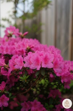 Azalea japonica 'Kermesina' Strauch 20-30 cm