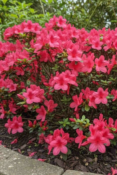 Japanische Azalee Azalea (J) 'Moederkensdag' Strauch 20-30 Topf 2 ltr. (C2) Azalea japonica 'Moederkensdag' Strauch 20-30 cm