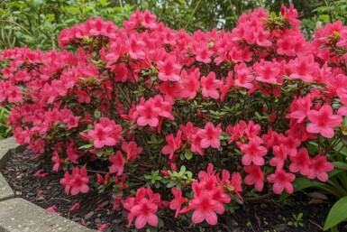 Japanische Azalee Azalea (J) 'Moederkensdag' Strauch 20-30 Topf 2 ltr. (C2) Azalea japonica 'Moederkensdag' Strauch 20-30 cm