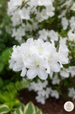 Azalea japonica 'Pleasant White' Strauch 20-30 cm
