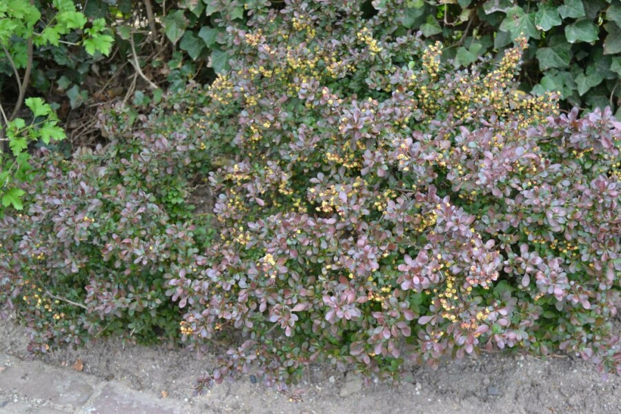 Zwerg-Blutberberitze Berberis thunbergii 'Atropurpurea Nana' Strauch 30-40 Topf 3 ltr. (C3) Berberis thunbergii 'Atropurpurea Nana' Strauch 30-40 cm