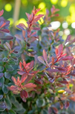 Berberis thunbergii 'Bagatelle'