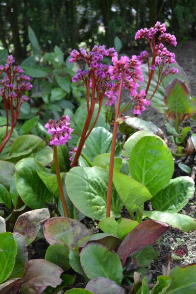 Herzblättrige Bergenie Bergenia cordifolia 10-15 Topf 2 ltr. (C2) Bergenia cordifolia