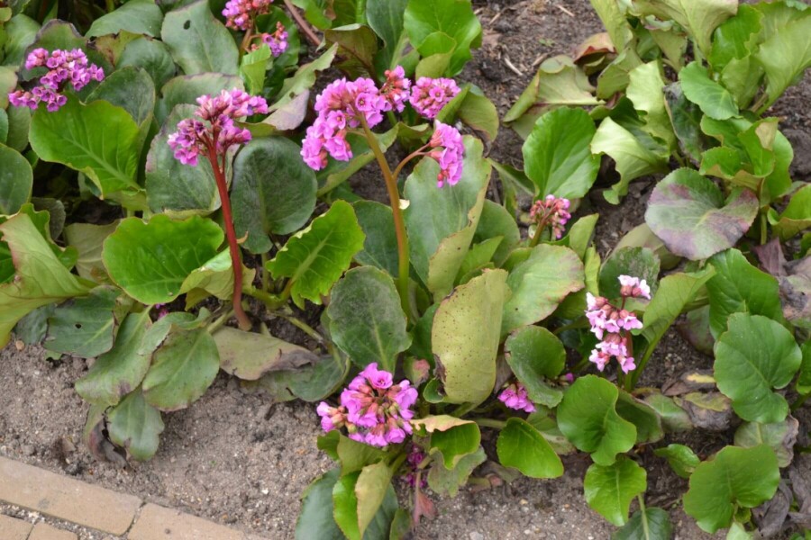 Herzblättrige Bergenie Bergenia cordifolia 5-10 Topf 9x9 cm (P9) Bergenia cordifolia