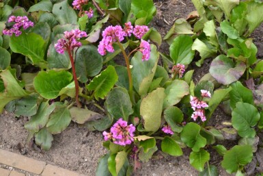 Herzblättrige Bergenie Bergenia cordifolia 5-10 Topf 9x9 cm (P9) Bergenia cordifolia