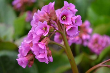 Herzblättrige Bergenie Bergenia cordifolia 5-10 Topf 9x9 cm (P9) Bergenia cordifolia